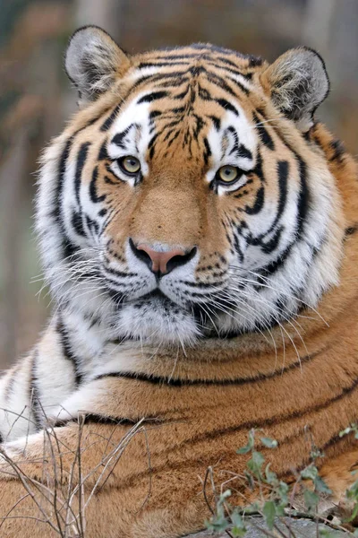 Male asian tiger — Stock Photo, Image