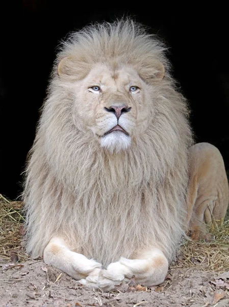 Beautiful White lion — Stock Photo, Image