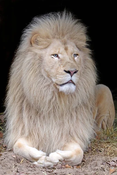 Hermoso león blanco — Foto de Stock