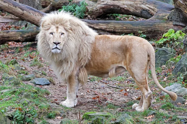 Hermoso león blanco — Foto de Stock