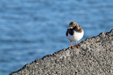 Kırmızı Turnstone kuş