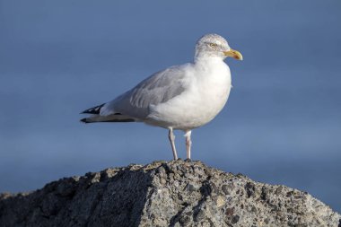 iskelede martı kuşu