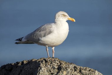 iskelede martı kuşu