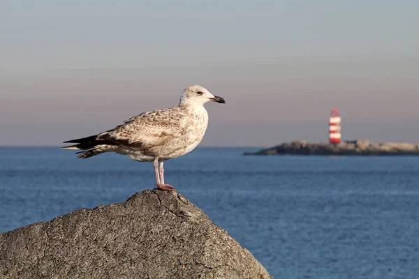 Mås fågel på piren — Stockfoto