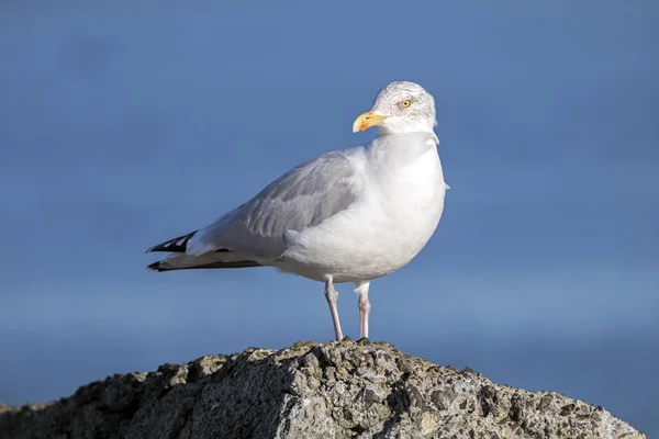 Mås fågel på piren — Stockfoto