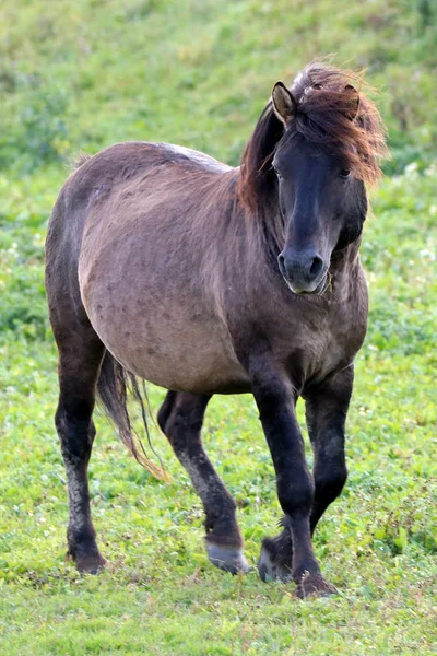 Gyönyörű barna ló — Stock Fotó