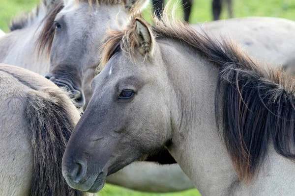 Wild gray horses — Stock Photo, Image