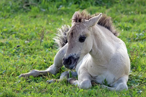 Gyönyörű ló a zöld fű — Stock Fotó
