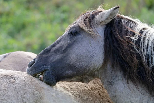 Wild gray horse — Stock Photo, Image