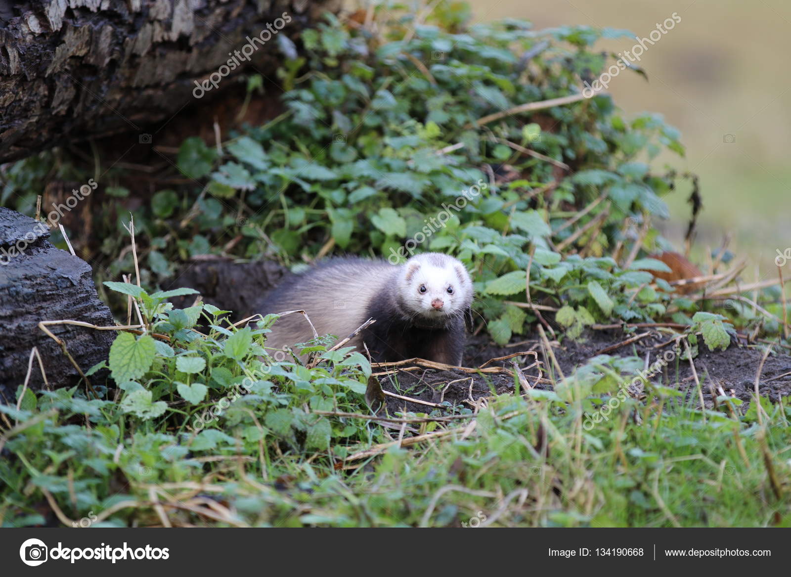 Ferret natural habitat