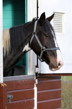 At içinde onun ahır