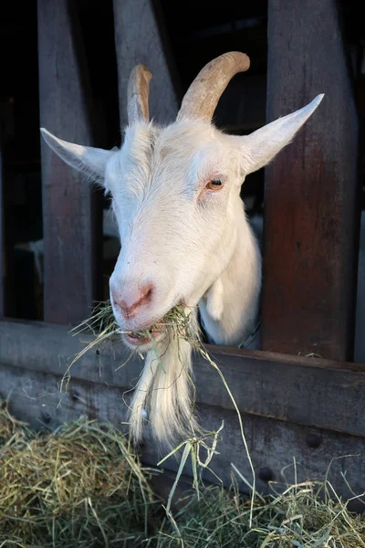 Witte geit op een boerderij — Stockfoto