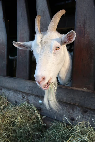 Белая коза на ферме — стоковое фото