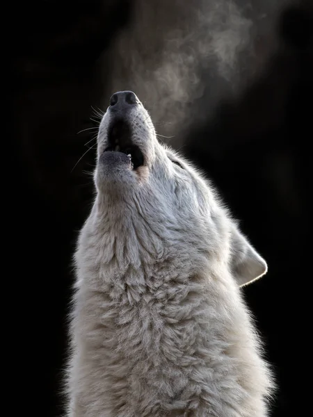 Волк Гудзонова залива — стоковое фото