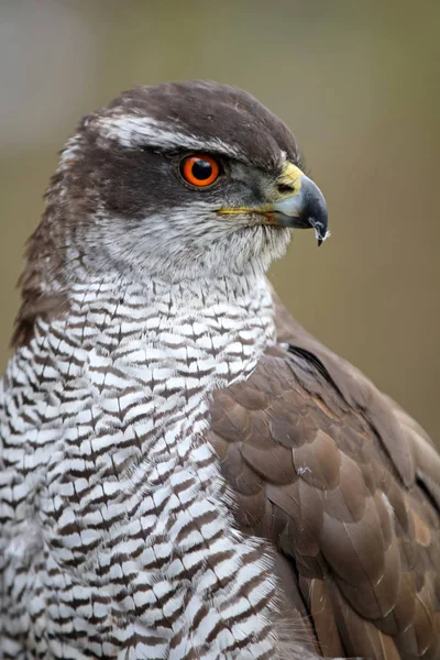 Wild bird goshawk — Stock Photo, Image