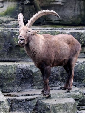 goat Alpine ibex  clipart