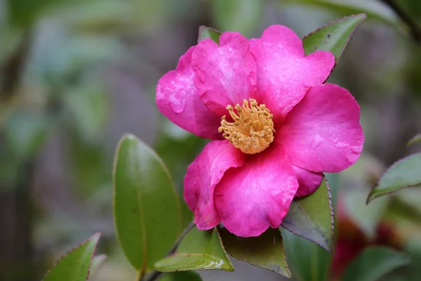 Růžový květ Camalia — Stock fotografie