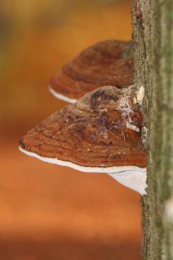 mushrooms on the tree clipart