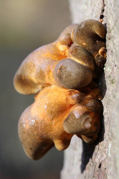 Mushrooms on the tree — Stock Photo, Image