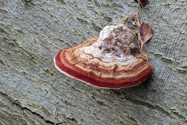 Cogumelo no tronco da árvore — Fotografia de Stock