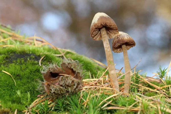 Mushrooms on moss in forest — Stock Photo, Image