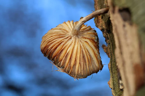 오래 된 나무에 버섯 — 스톡 사진