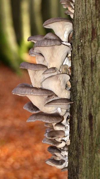 Mushrooms on the tree — Stock Photo, Image
