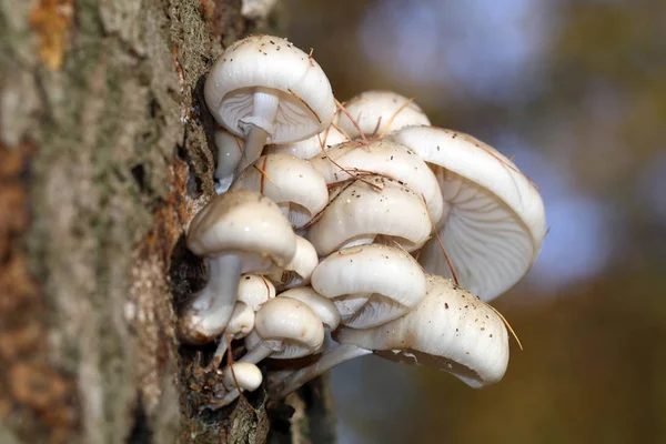 Porcelain fungus on the tree — Stock Photo, Image