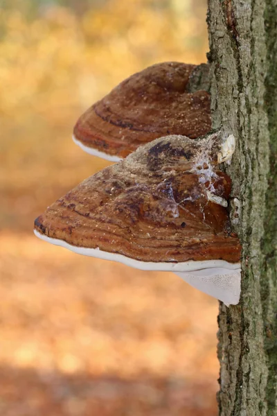 죽은 나무에 버섯 — 스톡 사진