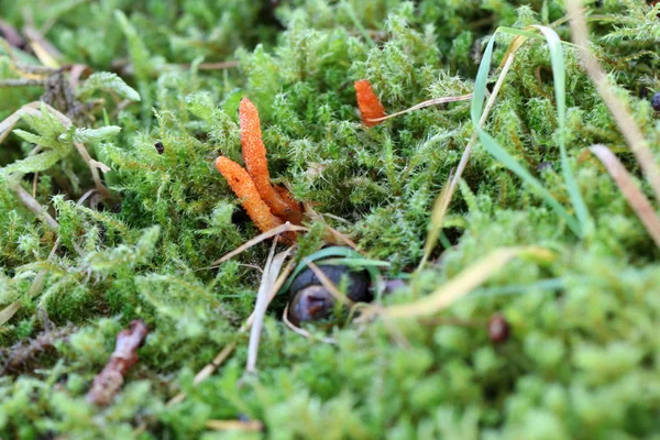 Cordyceps militaris na floresta — Fotografia de Stock