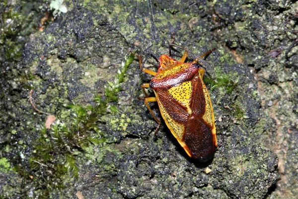 Heteroptera-Käfer im natürlichen Lebensraum — Stockfoto