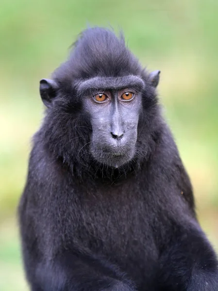 Siyah makak maymunu — Stok fotoğraf