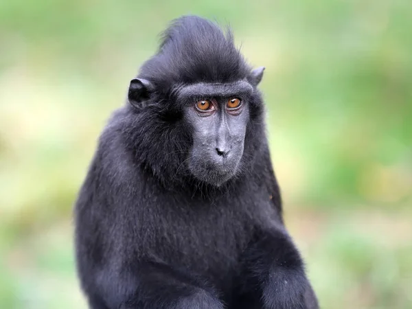 Scimmia macaco nero — Foto Stock