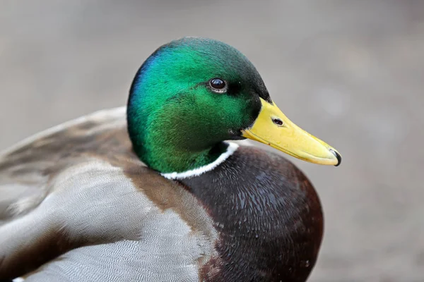 Wild Male duck in nature — Stock Photo, Image