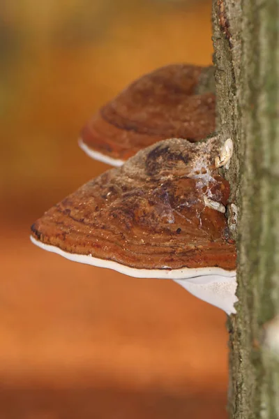 Foto macro de Cogumelo — Fotografia de Stock