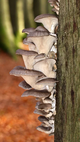 Macro photo of Mushroom — Stock Photo, Image