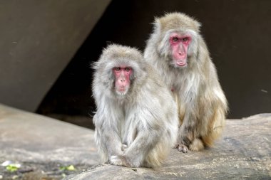 Macaca bebek doğa ile 