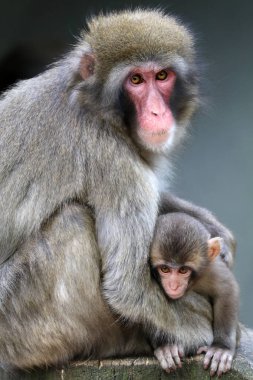 Macaca bebek doğa ile 