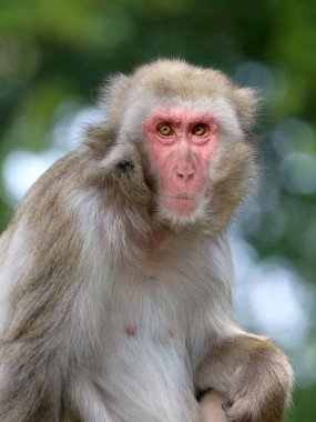 Japon maymun maymunu.
