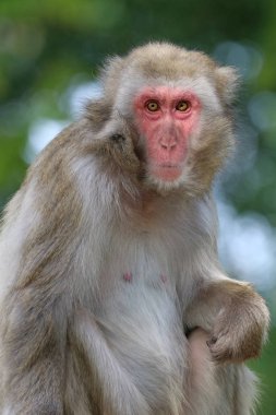 Japon maymun maymunu.