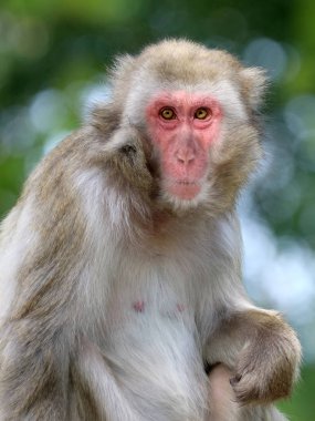 Japon maymun maymunu.