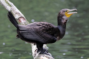 Karabatak kuş portre