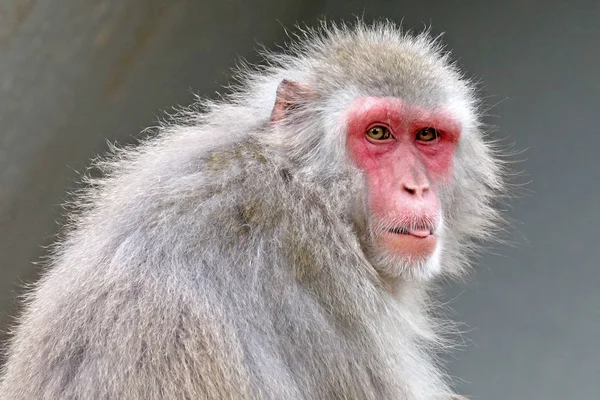 Singe macaque japonais — Photo