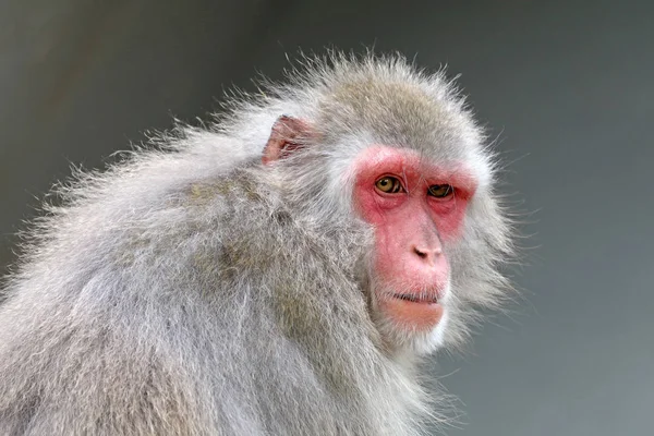 Japanese macaque monkey — Stock Photo, Image