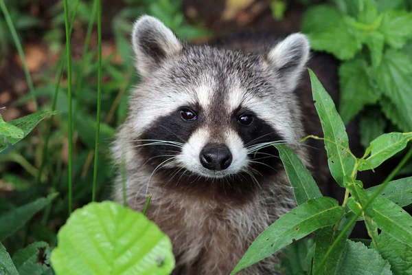 Wild Raccoon in nature — Stock Photo, Image