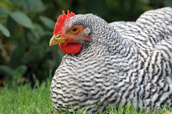 Frango selvagem na natureza — Fotografia de Stock