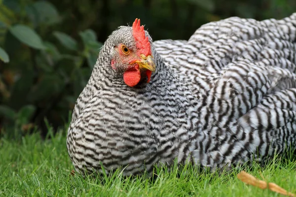 Frango selvagem na natureza — Fotografia de Stock