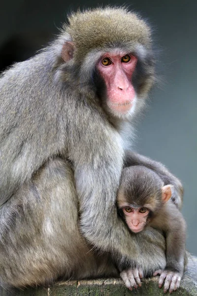 Macaca med baby i naturen — Stockfoto