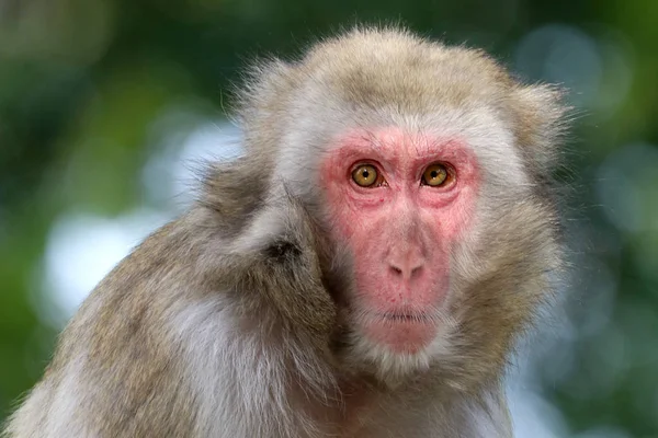 Japon maymun maymunu.