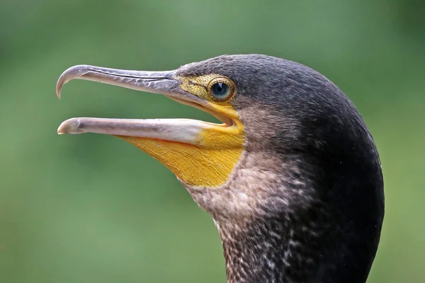 Retrato de pássaro corvo-marinho — Fotografia de Stock